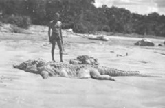 A crocodile which had to be killed after it chased Eric and fellow swimmers in Ceylon!
